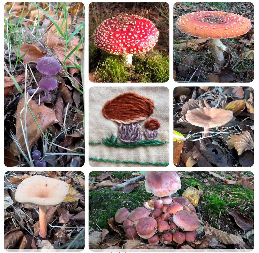 Herfstpaddenstoelen